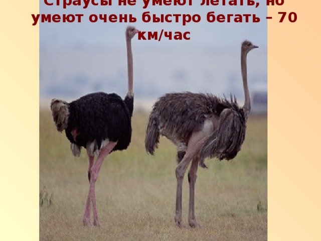 Страусы не умеют летать, но умеют очень быстро бегать – 70 км/час 