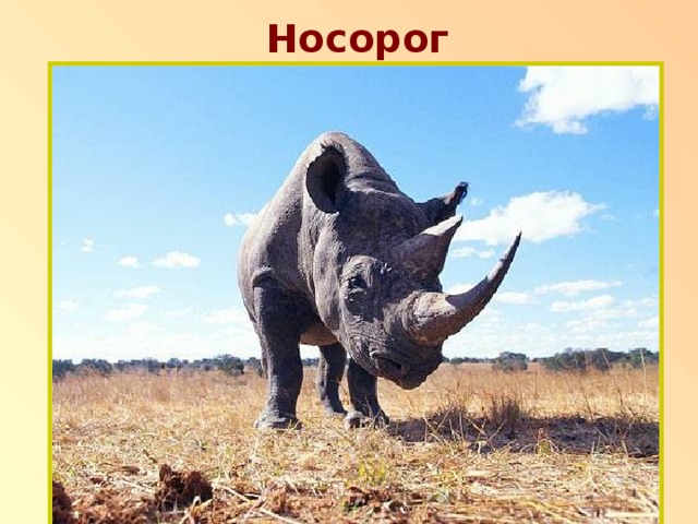 Носорог п 