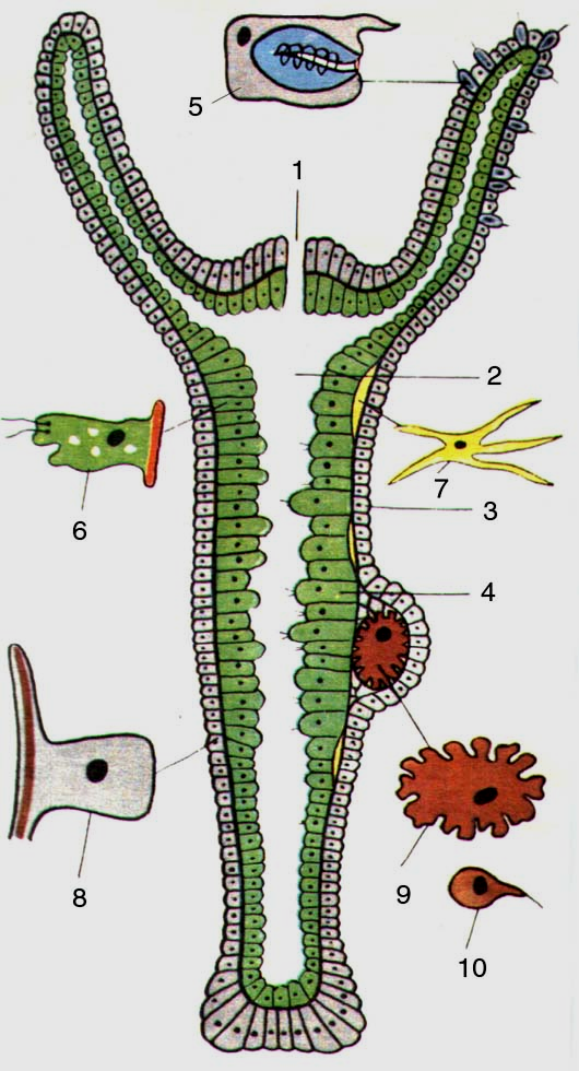Строение клеток гидры