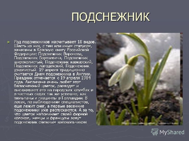 Проект про подснежник
