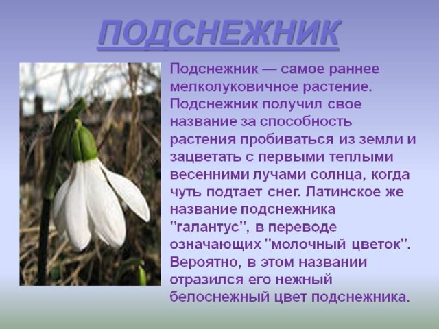 Подснежник 2 класс презентация