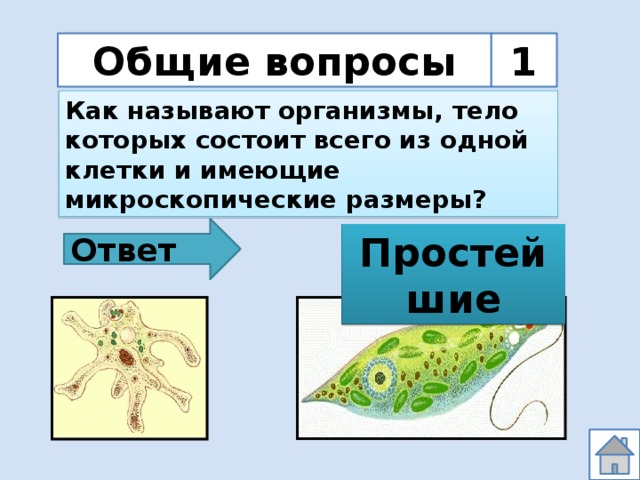 Из одной клетки состоят