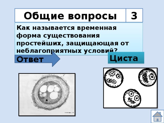 Общие вопросы 3 Как называется временная форма существования простейших, защищающая от неблагоприятных условий? Ответ Циста 