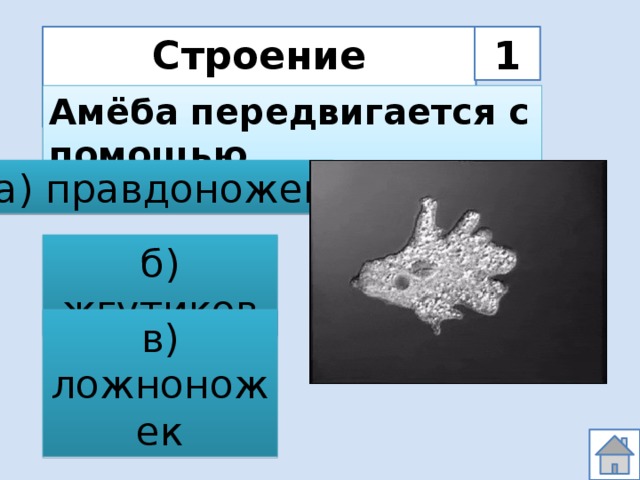 Строение простейших 1 Амёба передвигается с помощью . . . а) правдоножек б) жгутиков в) ложноножек 