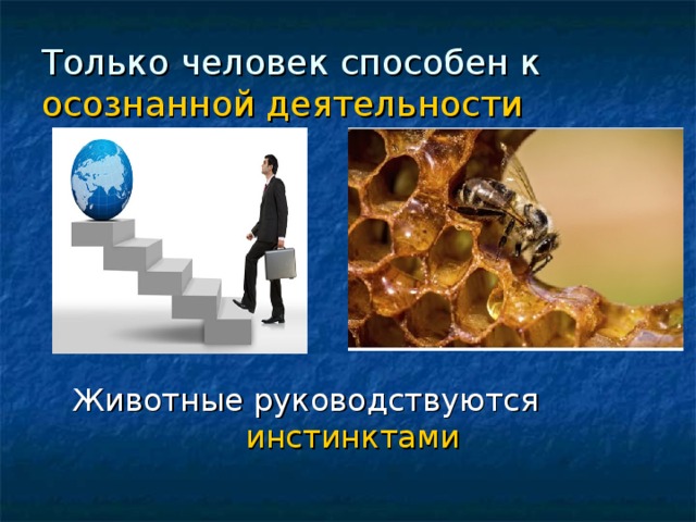 Только человек способен к осознанной деятельности  Животные руководствуются инстинктами 