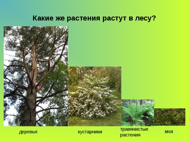 Какие же растения растут в лесу?  мхи травянистые растения  деревья кустарники 