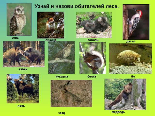  Узнай и назови обитателей леса.  кукушка сова  лисица  соболь  дятел  кабан  белка  ёж лось  заяц медведь 