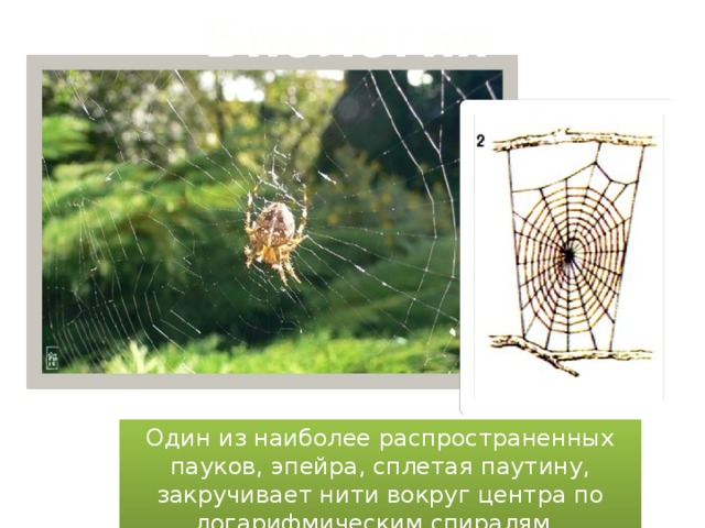 Биология Один из наиболее распространенных пауков, эпейра, сплетая паутину, закручивает нити вокруг центра по логарифмическим спиралям.  