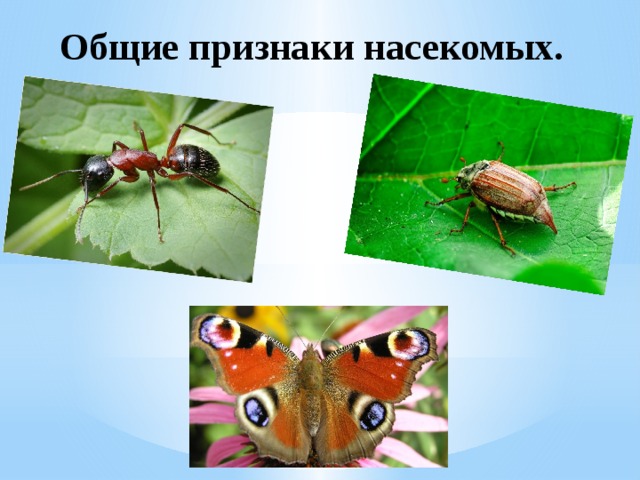 Общие признаки насекомых. 