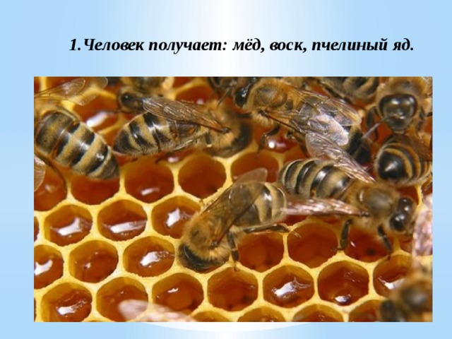 1.Человек получает: мёд, воск, пчелиный яд. 