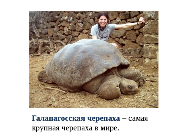 Галапагосская черепаха – самая крупная черепаха в мире. 
