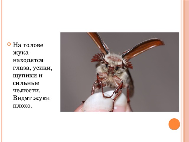 На голове жука находятся глаза, усики, щупики и сильные челюсти. Видят жуки плохо. 