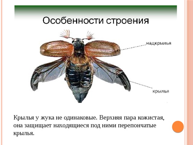 Крылья у жука не одинаковые. Верхняя пара кожистая, она защищает находящиеся под ними перепончатые крылья. 