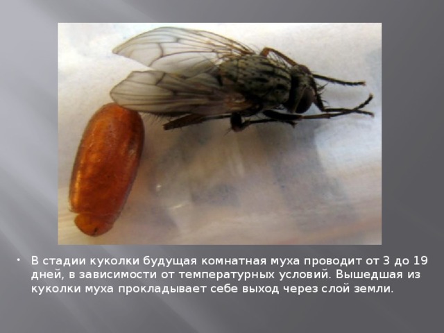 В стадии куколки будущая комнатная муха проводит от 3 до 19 дней, в зависимости от температурных условий. Вышедшая из куколки муха прокладывает себе выход через слой земли. 