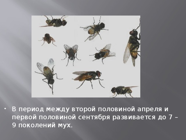 В период между второй половиной апреля и первой половиной сентября развивается до 7 – 9 поколений мух. 