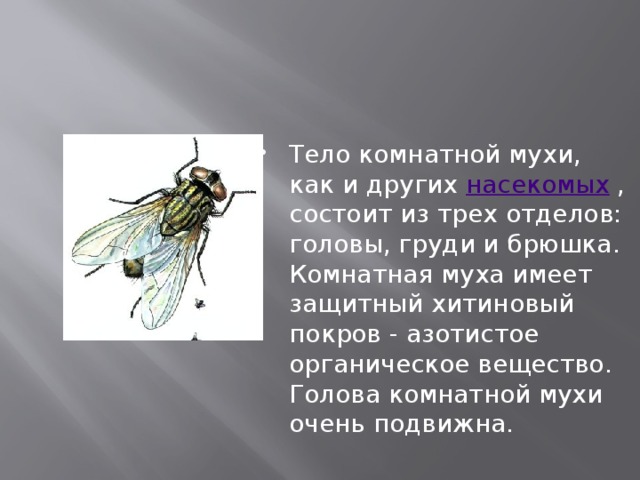 Тело комнатной мухи, как и других насекомых , состоит из трех отделов: головы, груди и брюшка. Комнатная муха имеет защитный хитиновый покров - азотистое органическое вещество. Голова комнатной мухи очень подвижна. 