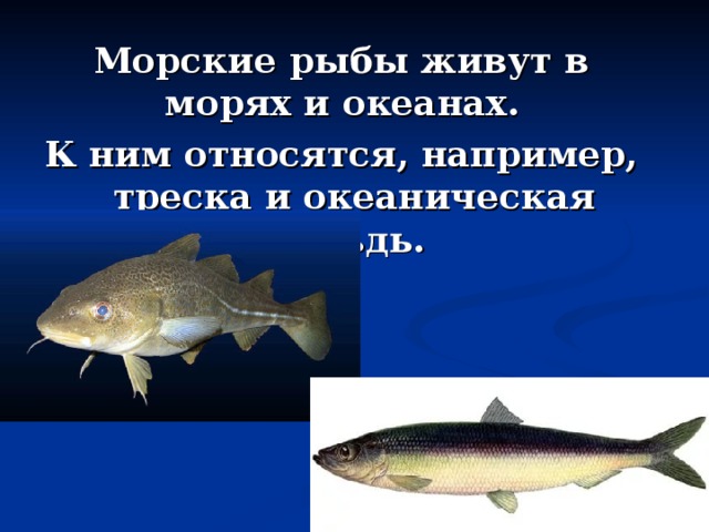 Морские рыбы живут в морях и океанах. К ним относятся, например, треска и океаническая сельдь. 
