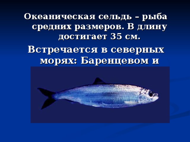 Океаническая сельдь – рыба средних размеров. В длину достигает 35 см. Встречается в северных морях: Баренцевом и Белом. 