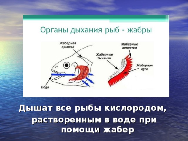 Рыба дышащая легкими. Дыхательная система рыб жабры. Рыбы дышат при помощи жабр. Жабры рыбы для дошкольников. Дышат рыбы кислородом. В воде.