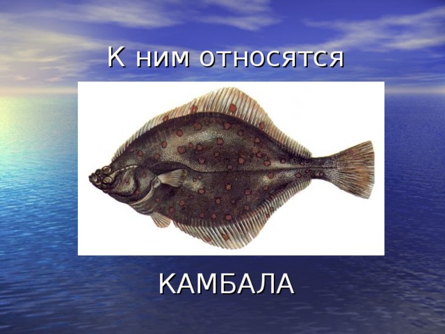 Камбала относится к рыбам. Камбала Черноморская. Камбала смешная. Камбала презентация. Плоская рыба Мем.