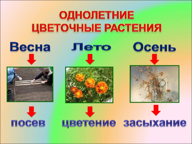 Презентация на тему виды цветов