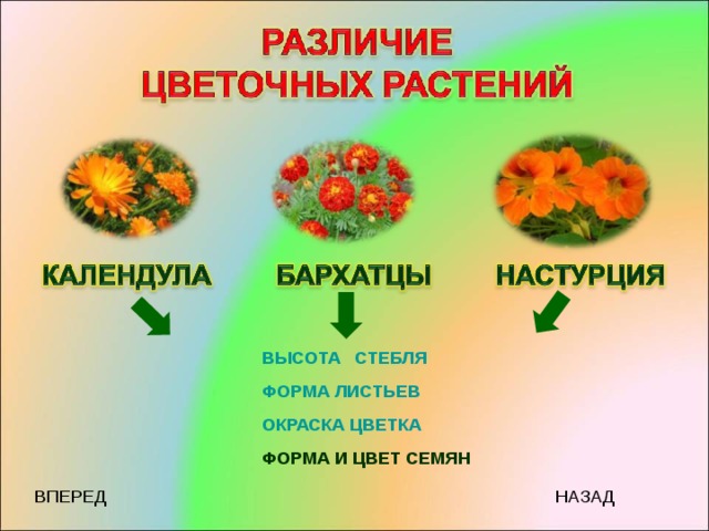 Календула схема посадки