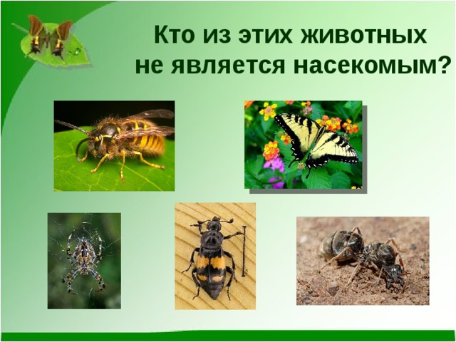 Кто из этих животных  не является насекомым? 