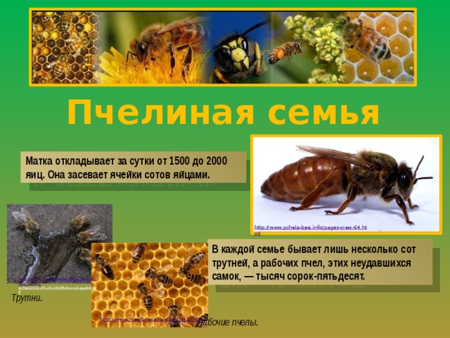 Пчелиная семья Матка откладывает за сутки от 1500 до 2000 яиц. Она засевает ячейки сотов яйцами. http://www.pchela-bee.info/pages-view-64.html В каждой семье бывает лишь несколько сот трутней, а рабочих пчел, этих неудавшихся самок, — тысяч сорок-пятьдесят. http://muz4in.net/news/trutni_ili_bezvolnye_samcy_ pchel/2011-05-24-19285#axzz1agab8cbF  Трутни. Рабочие пчелы. http://www.membrana.ru/particle/12705 