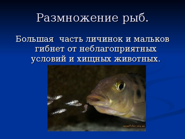 Размножение рыб. Большая часть личинок и мальков гибнет от неблагоприятных условий и хищных животных. 