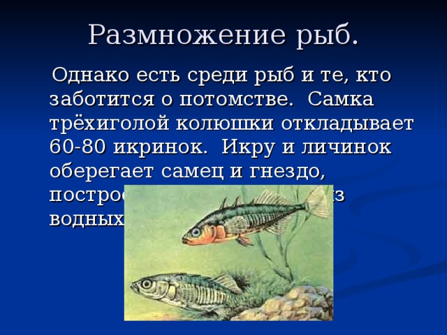 Размножение рыб.  Однако есть среди рыб и те, кто заботится о потомстве. Самка трёхиголой колюшки откладывает 60-80 икринок. Икру и личинок оберегает самец и гнездо, построенное колюшками из водных растений. 