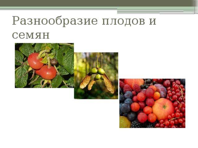 Разнообразие плодов и семян   