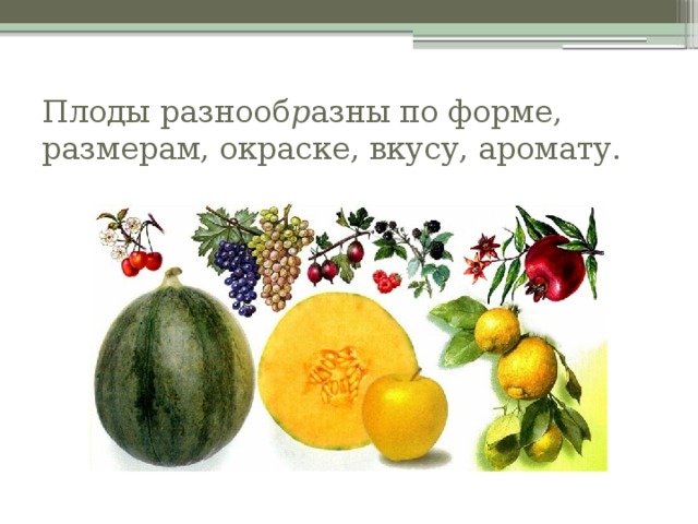 Плоды разнооб р азны по форме, размерам, окраске, вкусу, аромату. 