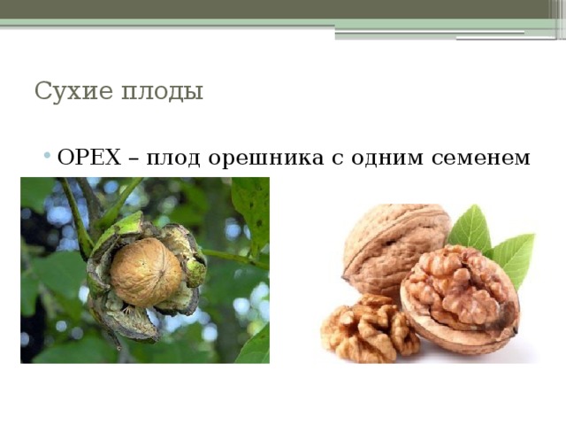 Сухие плоды   ОРЕХ – плод орешника с одним семенем 