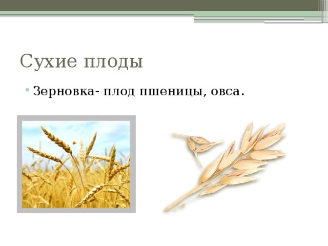 Сухие плоды Зерновка- плод пшеницы, овса. 