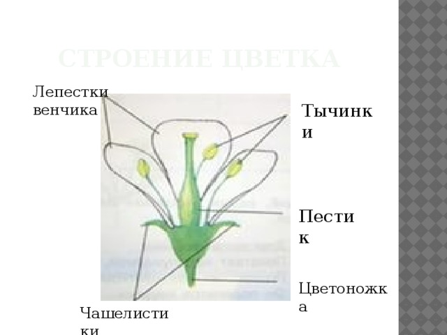 Строение Цветка Лепестки венчика Тычинки Пестик Цветоножка Чашелистики 