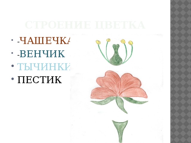 Строение цветка - ЧАШЕЧКА - ВЕНЧИК ТЫЧИНКИ ПЕСТИК 