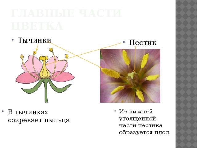 Главные части цветка Тычинки Пестик В тычинках созревает пыльца Из нижней утолщенной части пестика образуется плод 