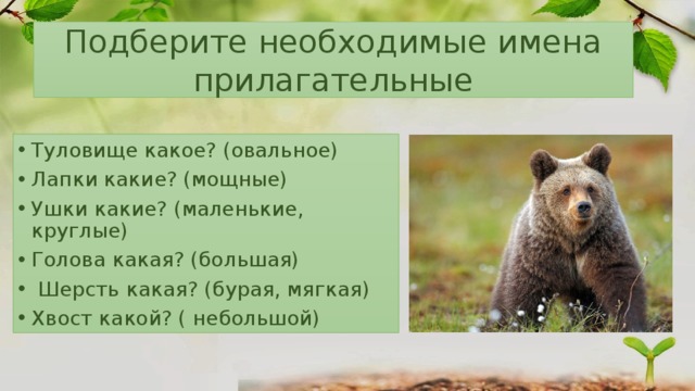 Какими прилагательными описывают медведе. Сочинение мишки в лесу 2 класс русский язык. Сочинение мишки в лесу 2 класс. Русский язык описание камчатского бурого медведя