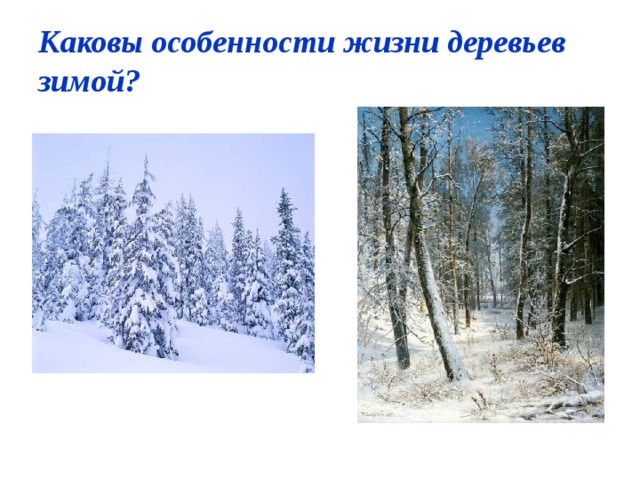 Каковы особенности жизни деревьев зимой? 