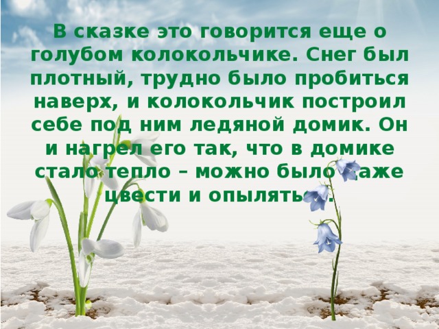 В сказке это говорится еще о голубом колокольчике. Снег был плотный, трудно было пробиться наверх, и колокольчик построил себе под ним ледяной домик. Он и нагрел его так, что в домике стало тепло – можно было даже цвести и опыляться. 