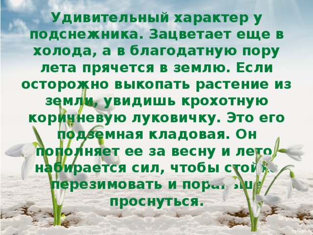 Удивительный характер у подснежника. Зацветает еще в холода, а в благодатную пору лета прячется в землю. Если осторожно выкопать растение из земли, увидишь крохотную коричневую луковичку. Это его подземная кладовая. Он пополняет ее за весну и лето, набирается сил, чтобы стойко перезимовать и пораньше проснуться. 