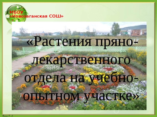  МБОУ  «Новозаганская СОШ»    «Растения пряно-лекарственного отдела на учебно-опытном участке»  