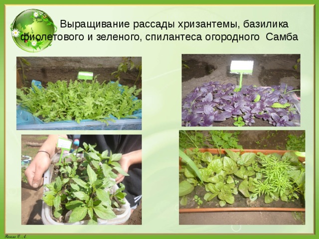  Выращивание рассады хризантемы, базилика фиолетового и зеленого, спилантеса огородного Самба 