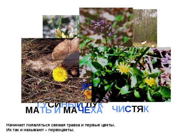 ХО Х ЛА Т КА (Это особенные цветы - ???эферойды - они торопятся расцвести пока на деревьях не выросли листья и не закрыли солнышко )   ВЕ Т РИ НИ ЦА ГУ СИ НЫ Й  ЛУ К ЧИ С ТЯ К МА ТЬ И МА ЧЕ ХА Начинает появляться свежая травка и первые цветы.  Их так и называют – первоцветы. 