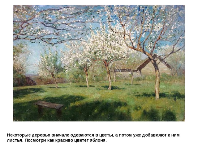 ИСААК ИЛЬИЧ  ЛЕВИТАН  Цветущие яблони Некоторые деревья вначале одеваются в цветы, а потом уже добавляют к ним листья. Посмотри как красиво цветет яблоня. 