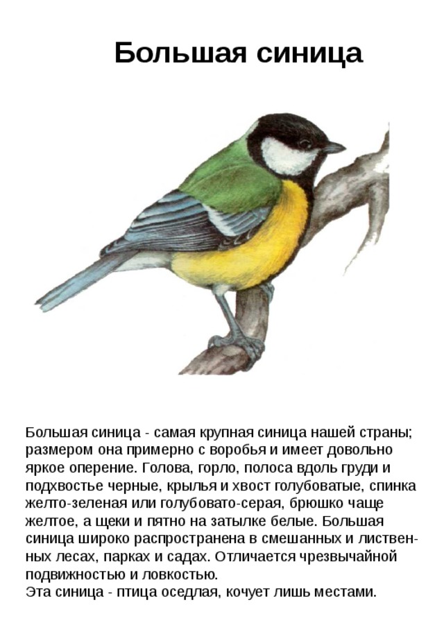 Описать птицу по плану окружающий мир 1 класс