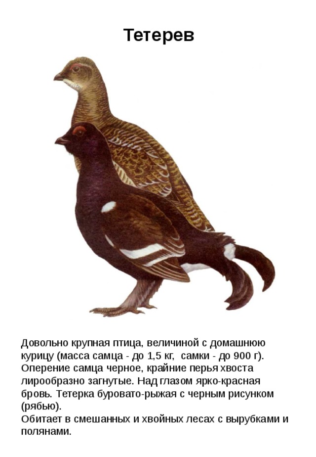 Тетерев Довольно крупная птица, величиной с домашнюю курицу (масса самца - до 1,5 кг, самки - до 900 г). Оперение самца черное, крайние перья хвоста лирообразно загнутые. Над глазом ярко-красная бровь. Тетерка буровато-рыжая с черным рисунком (рябью). Обитает в смешанных и хвойных лесах с вырубками и полянами. 