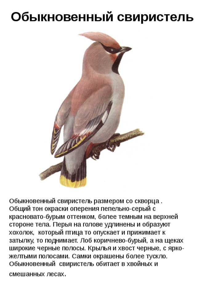 Обыкновенный свиристель Обыкновенный свиристель размером со скворца . Общий тон окраски оперения пепельно-серый с красновато-бурым оттенком, более темным на верхней стороне тела. Перья на голове удлинены и образуют хохолок, который птица то опускает и прижимает к затылку, то поднимает. Лоб коричнево-бурый, а на щеках широкие черные полосы. Крылья и хвост черные, с ярко-желтыми полосами. Самки окрашены более тускло. Обыкновенный свиристель обитает в хвойных и смешанных лесах . 