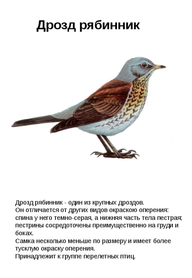 Дрозд рябинник Дрозд рябинник - один из крупных дроздов. Он отличается от других видов окраскою оперения: спина у него темно-серая, а нижняя часть тела пестрая; пестрины сосредоточены преимущественно на груди и боках. Самка несколько меньше по размеру и имеет более тусклую окраску оперения. Принадлежит к группе перелетных птиц. 