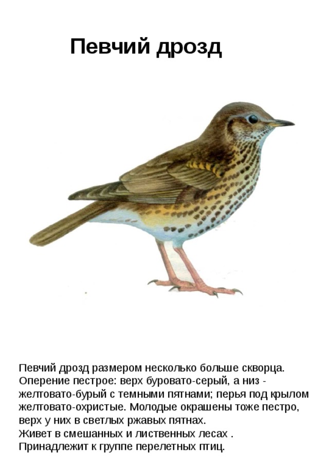 Певчий дрозд Певчий дрозд размером несколько больше скворца. Оперение пестрое: верх буровато-серый, а низ - желтовато-бурый с темными пятнами; перья под крылом желтовато-охристые. Молодые окрашены тоже пестро, верх у них в светлых ржавых пятнах. Живет в смешанных и лиственных лесах . Принадлежит к группе перелетных птиц. 